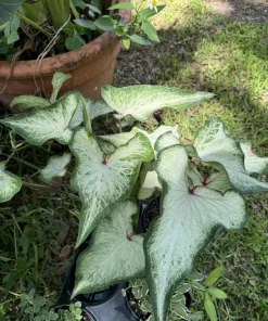 Caladium Live Plant - Fancy Leaf Elephant Ear Tropical Foliage Houseplant - Image 1