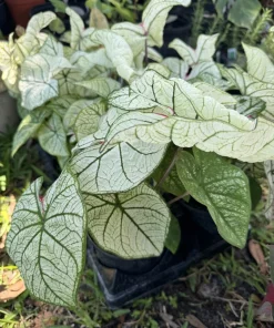Caladium Live Plant - Fancy Leaf Elephant Ear Tropical Foliage Houseplant - Image 1