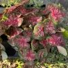 Caladium Live Plant - Fancy Leaf Elephant Ear Tropical Foliage Potted Houseplant - Image 1