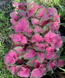 Caladium Live Plant - Fancy Leaf Elephant Ear Tropical Foliage - Image 1