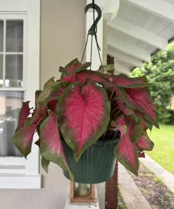 Caladium Live Plant – Fancy Leaf Elephant Ear Tropical Foliage Houseplant - Image 2