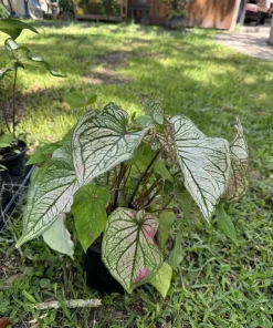 Caladium Live Plant - Fancy Leaf Elephant Ear Tropical Houseplant - Image 2