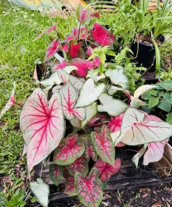 Caladium Live Plant - Fancy Leaf Elephant Ear Tropical Foliage Houseplant - Image 2