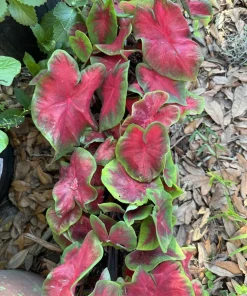 Caladium Live Plant - Fancy Leaf Elephant Ear Tropical Foliage Houseplant - Image 2