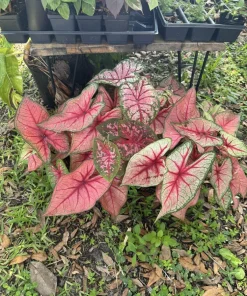 Caladium Live Plant – Fancy Leaf Elephant Ear Tropical Foliage Houseplant - Image 2