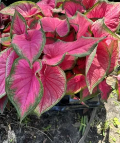 Caladium Live Plant - Fancy Leaf Elephant Ear Tropical Houseplant - Image 2