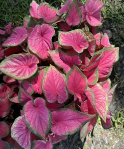 Caladium Live Plant - Fancy Leaf Elephant Ear Tropical Foliage Houseplant - Image 2