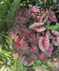 Caladium Live Plant – Fancy Leaf Elephant Ear Tropical Foliage Houseplant - Image 3
