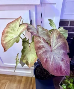 Caladium Live Plant – Fancy Leaf Elephant Ear Tropical Indoor Houseplant - Image 3