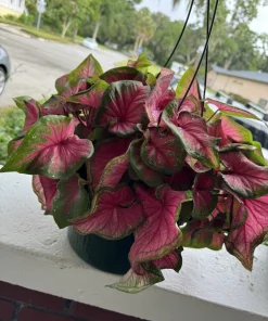 Caladium Live Plant – Fancy Leaf Elephant Ear Tropical Foliage Houseplant - Image 3
