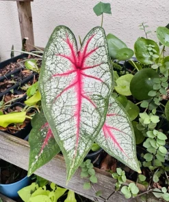 Caladium Live Plant - Fancy Leaf Elephant Ear Tropical Foliage Houseplant - Image 3