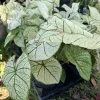 Caladium Live Plant - Fancy Leaf Elephant Ear Tropical Foliage Houseplant - Image 1
