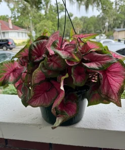 Caladium Live Plant – Fancy Leaf Elephant Ear Tropical Foliage Houseplant - Image 4
