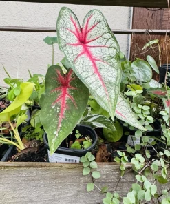Caladium Live Plant - Fancy Leaf Elephant Ear Tropical Foliage Houseplant - Image 4