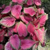 Caladium Live Plant - Fancy Leaf Elephant Ear Tropical Houseplant - Image 1