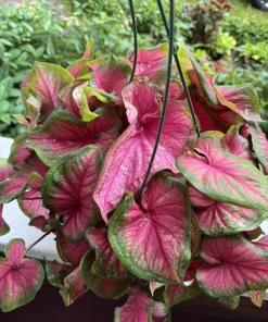 Caladium Live Plant – Fancy Leaf Elephant Ear Tropical Foliage Houseplant - Image 5