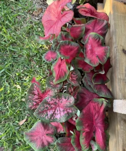 Caladium Live Plant - Fancy Leaf Elephant Ear Tropical Foliage Houseplant - Image 5