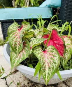 Caladium Live Plant - Fancy Leaf Elephant Ear Tropical Foliage Houseplant - Image 6