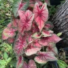 Caladium Live Plant – Fancy Leaf Elephant Ear Tropical Foliage Houseplant - Image 1