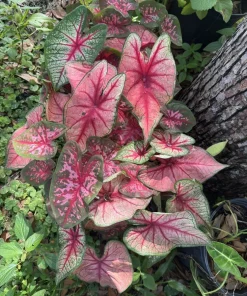 Caladium Live Plant – Fancy Leaf Elephant Ear Tropical Foliage Houseplant - Image 1