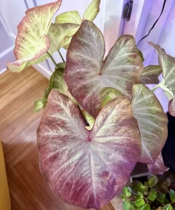 Caladium Live Plant – Fancy Leaf Elephant Ear Tropical Indoor Houseplant - Image 1