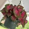 Caladium Live Plant – Fancy Leaf Elephant Ear Tropical Foliage Houseplant - Image 1