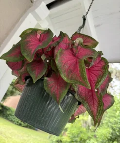 Caladium Live Plant – Fancy Leaf Elephant Ear Tropical Foliage Houseplant - Image 1