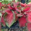 Caladium Live Plant – Fancy Leaf Elephant Ear Tropical Foliage Houseplant - Image 1