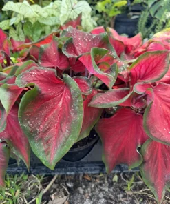 Caladium Live Plant – Fancy Leaf Elephant Ear Tropical Foliage Houseplant - Image 1