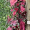 Caladium Live Plant - Fancy Leaf Elephant Ear Tropical Houseplant Potted - Image 1