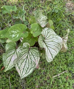 Caladium Live Plant - Fancy Leaf Elephant Ear Tropical Houseplant - Image 1