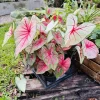 Caladium Live Plant - Fancy Leaf Elephant Ear Tropical Foliage Houseplant - Image 1