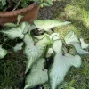 Caladium Live Plant - Fancy Leaf Elephant Ear Tropical Houseplant - Image 1
