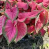 Caladium Live Plant - Fancy Leaf Elephant Ear Tropical Foliage Houseplant - Image 1
