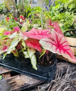 Caladium Live Plant - Full Rooted Potted Plant for Indoor & Outdoor - Image 2
