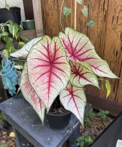 Caladium Live Plant - Full Rooted Potted Plant for Indoor & Outdoor - Image 1