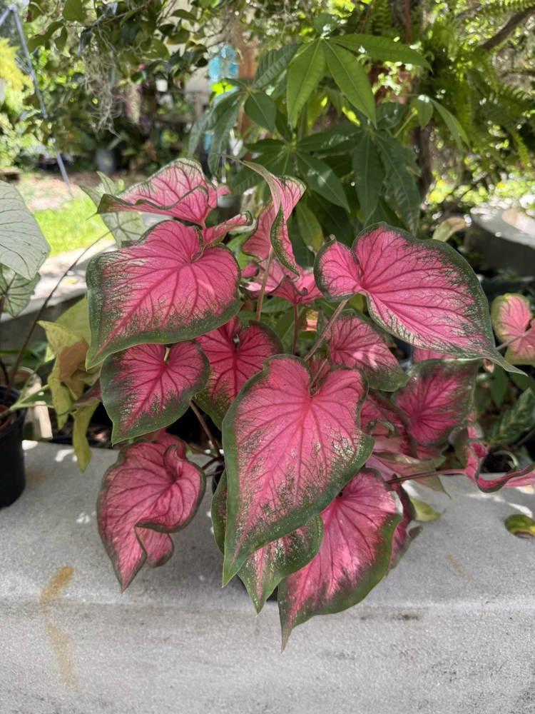 Caladium Live Plant in Pot - Colorful Foliage Houseplant - Image 10