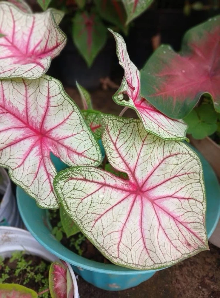 Caladium Live Plant in Pot - Colorful Foliage Houseplant - Image 11