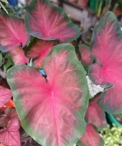 Caladium Live Plant in Pot - Colorful Foliage Houseplant - Image 12