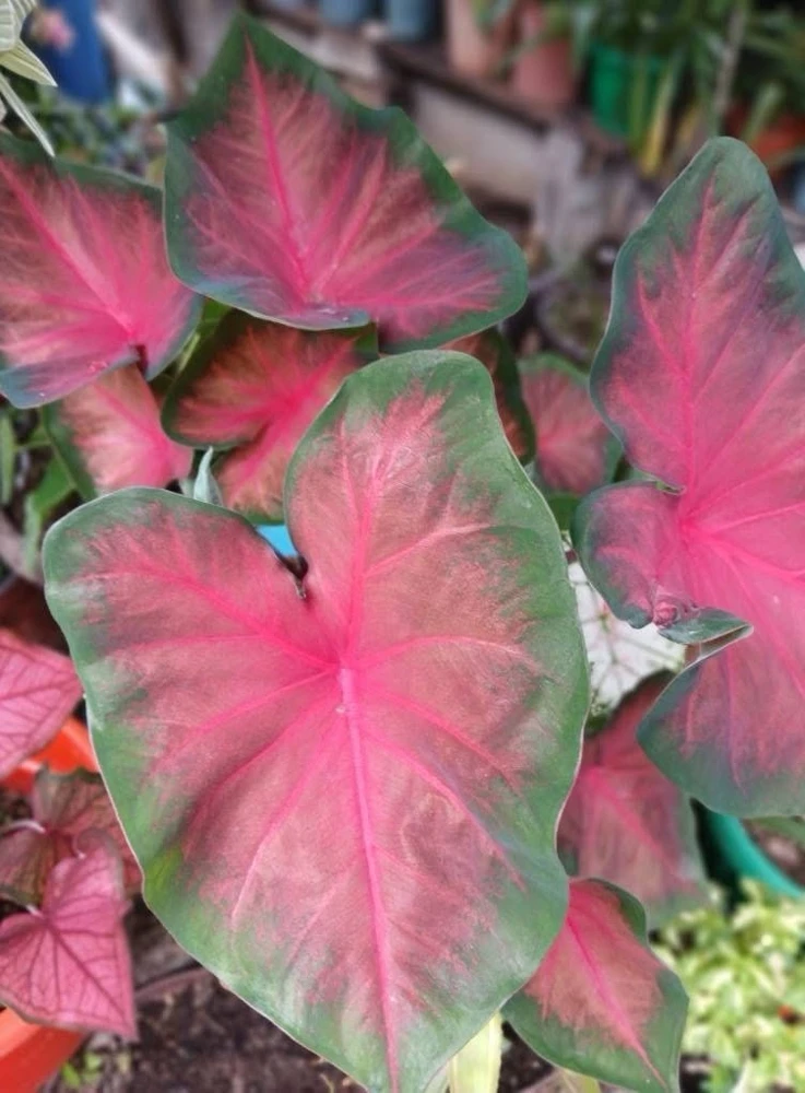 Caladium Live Plant in Pot - Colorful Foliage Houseplant - Image 12