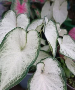 Caladium Live Plant in Pot - Colorful Foliage Houseplant - Image 13
