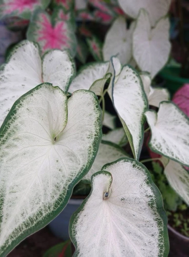 Caladium Live Plant in Pot - Colorful Foliage Houseplant - Image 13