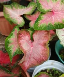 Caladium Live Plant in Pot - Colorful Foliage Houseplant - Image 14