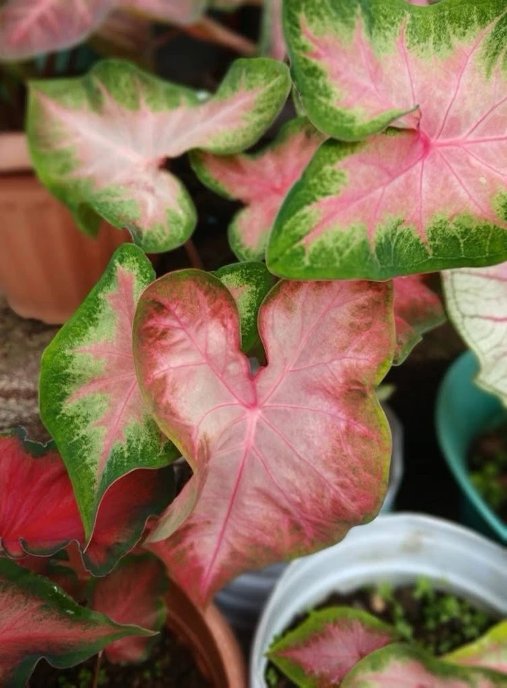Caladium Live Plant in Pot - Colorful Foliage Houseplant - Image 14
