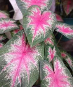 Caladium Live Plant in Pot - Colorful Foliage Houseplant - Image 15