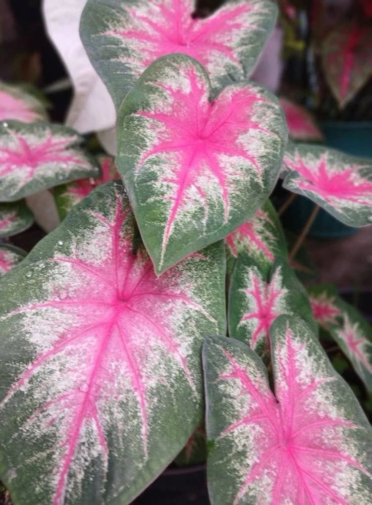 Caladium Live Plant in Pot - Colorful Foliage Houseplant - Image 15