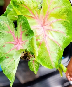 Caladium Live Plant in Pot - Colorful Foliage Houseplant - Image 16