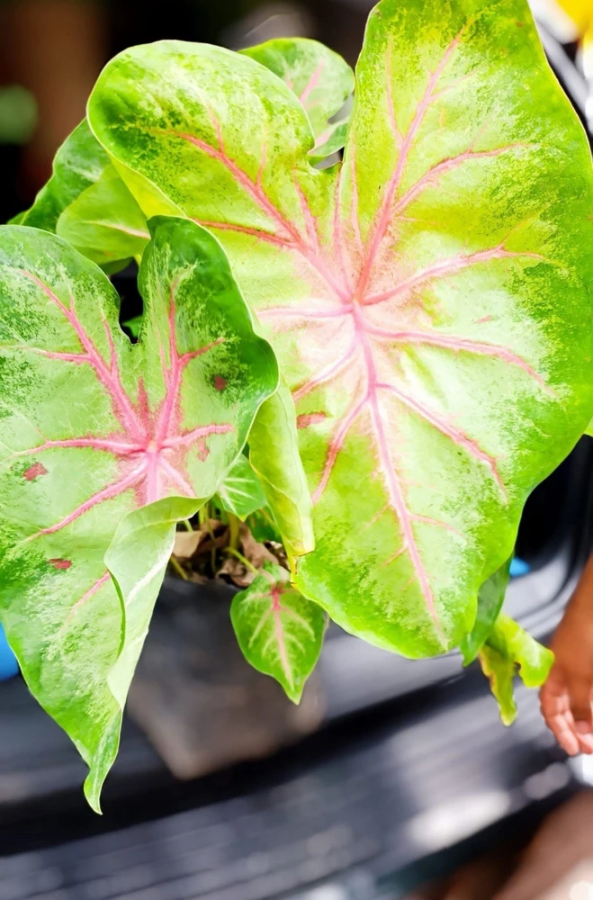 Caladium Live Plant in Pot - Colorful Foliage Houseplant - Image 16