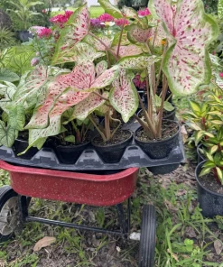 Caladium Live Plant in Pot - Colorful Foliage Houseplant - Image 2