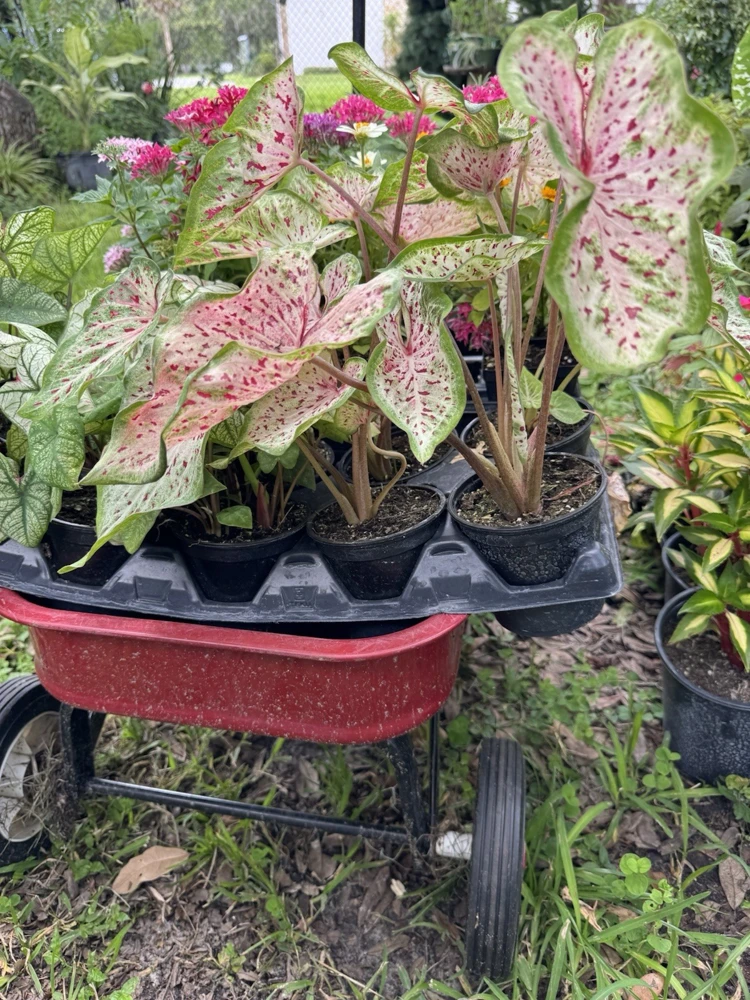 Caladium Live Plant in Pot - Colorful Foliage Houseplant - Image 2